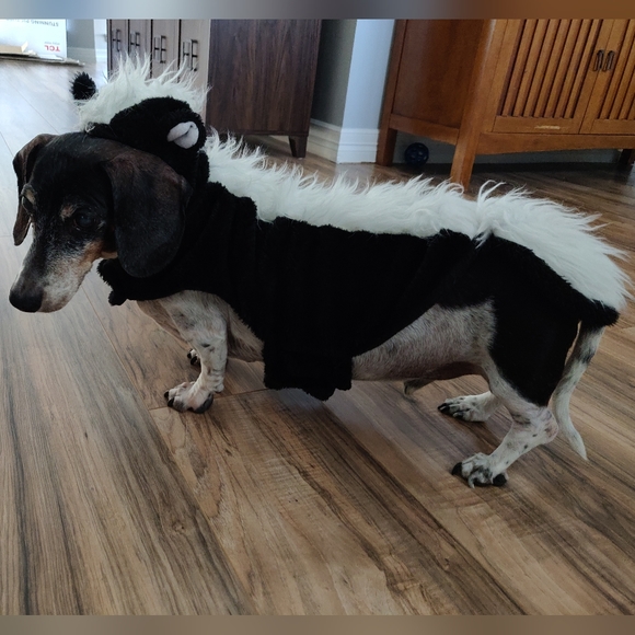 🎉2X Host Pick🎉 EUC Pet skunk costume - Picture 3 of 4